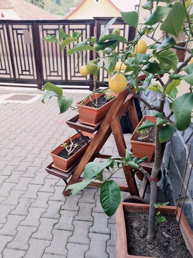 锡吉什瓦拉 奥蒂莉亚旅馆酒店 外观 照片